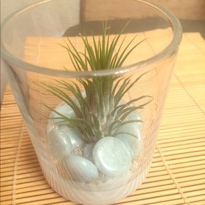 Airplant display